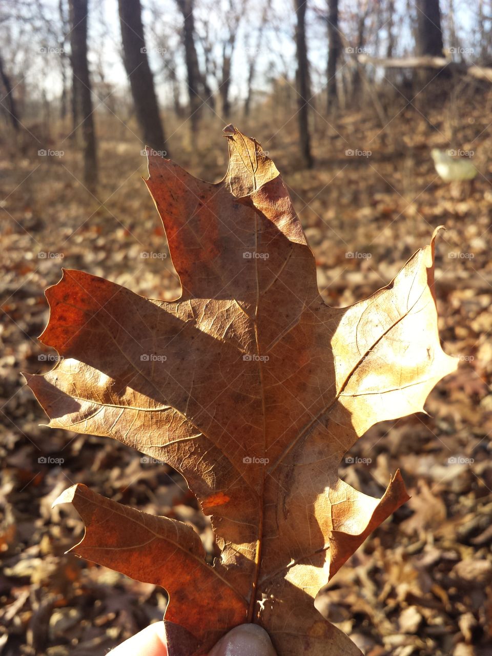 monkey mountain views