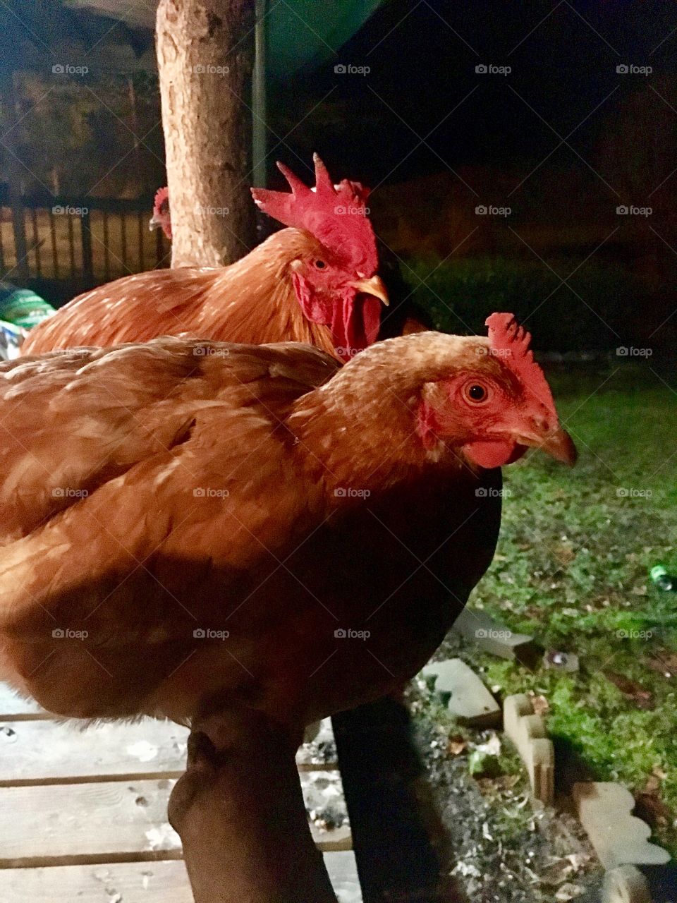 Chickens