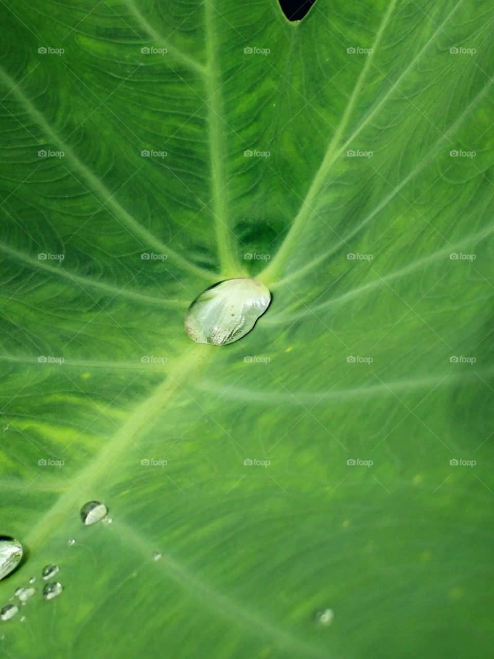 Colocasia