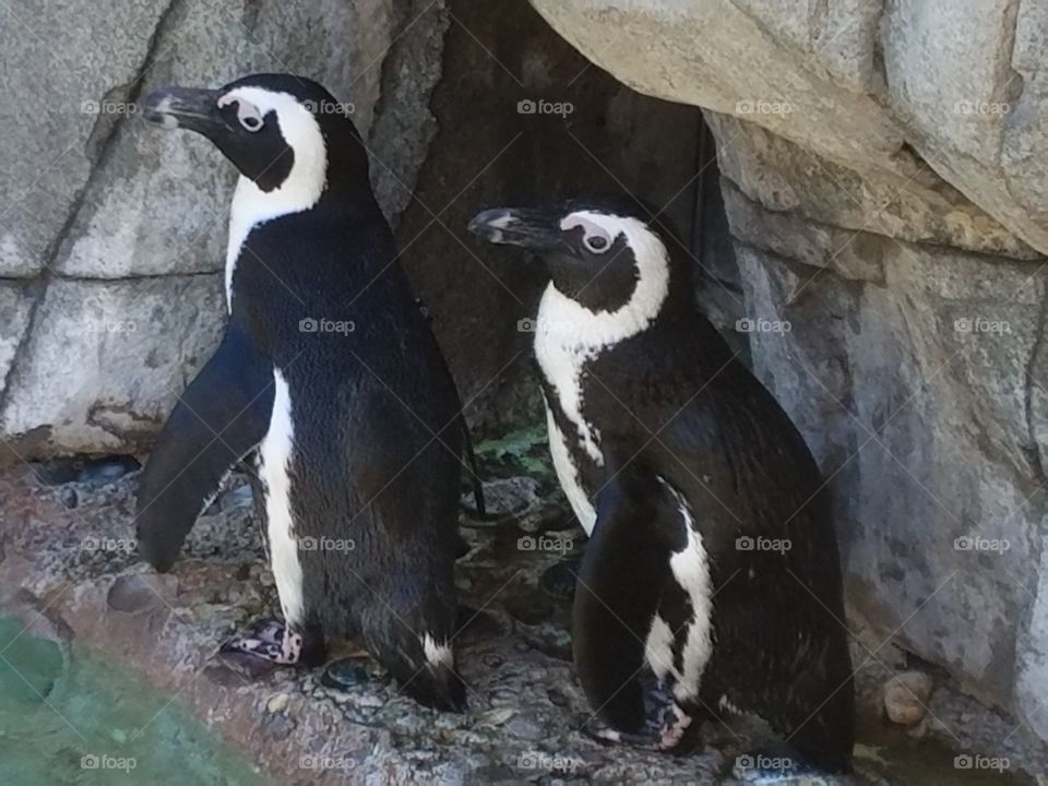 penguin