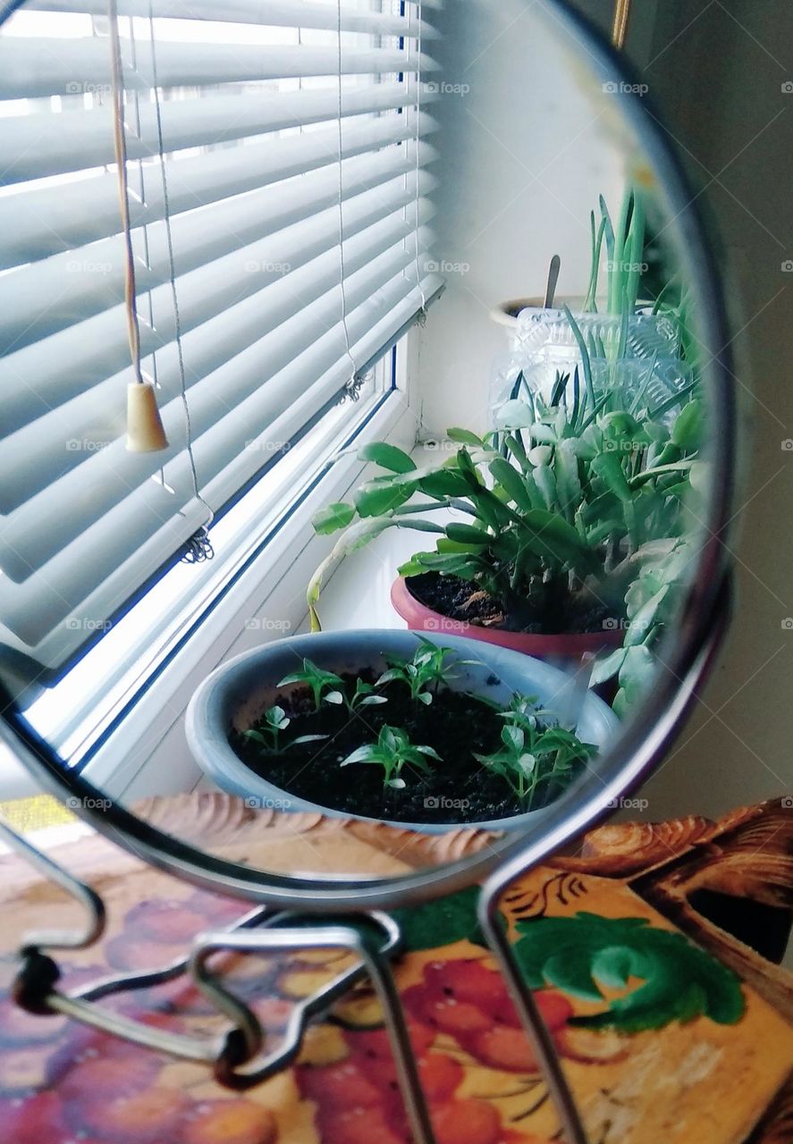 Not Ordinary Reflection in a Mirror