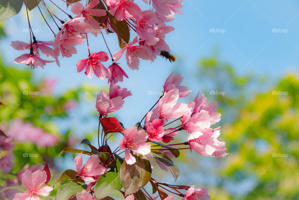 Spring flowering