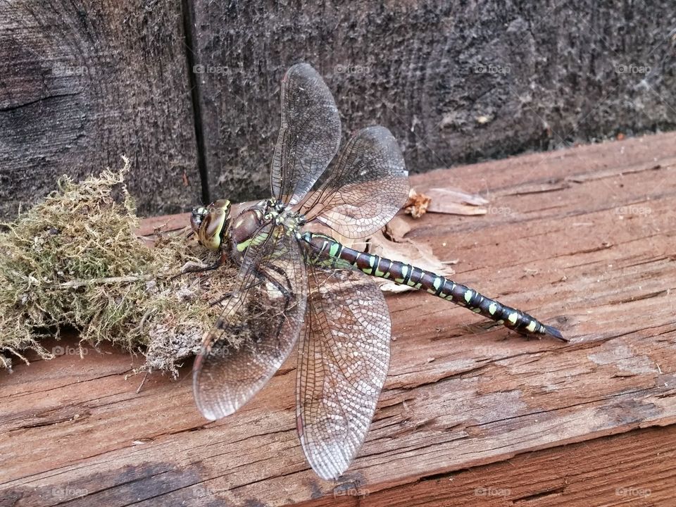 green spotted dragonfly