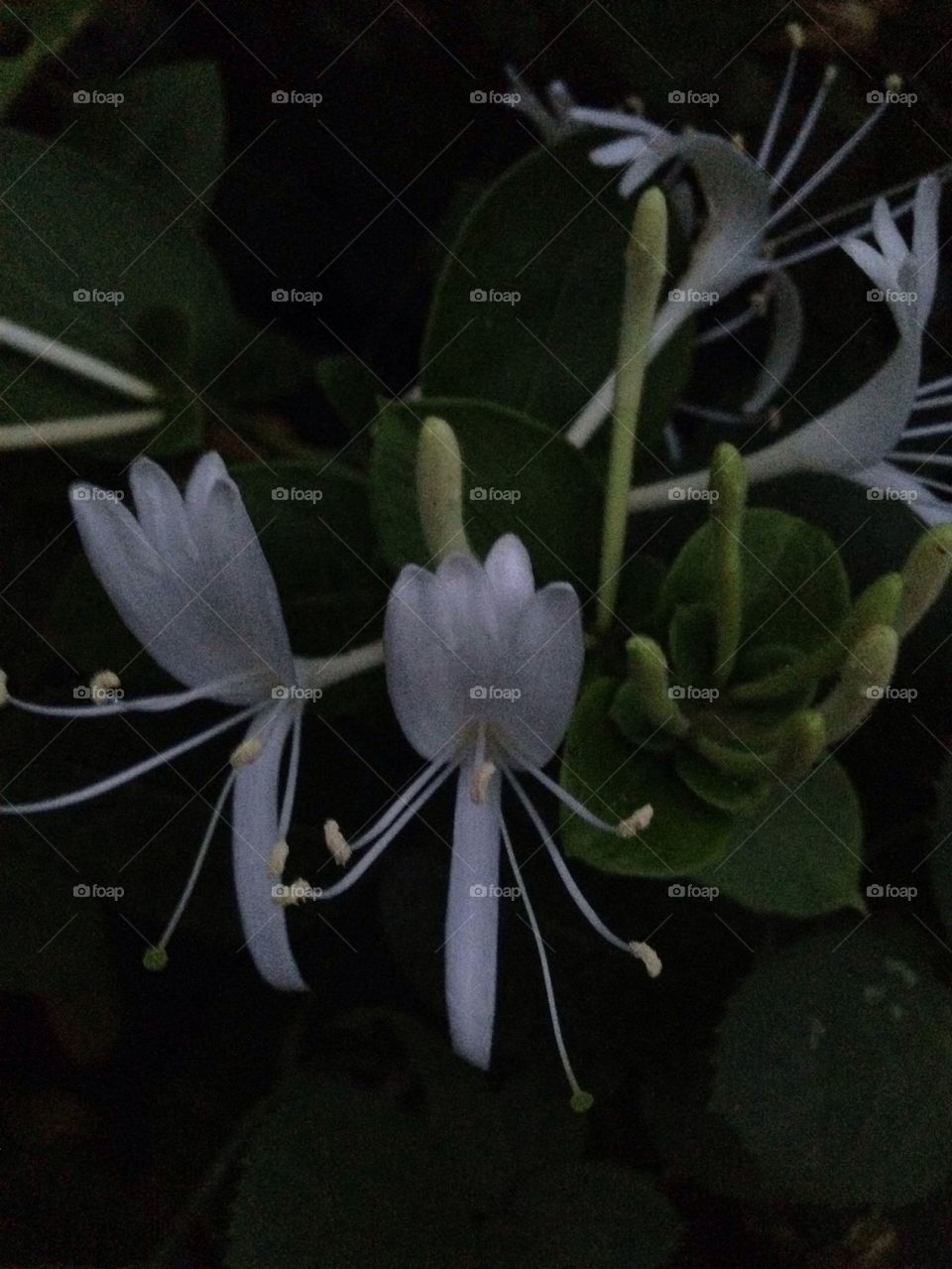 Honeysuckle blossoms