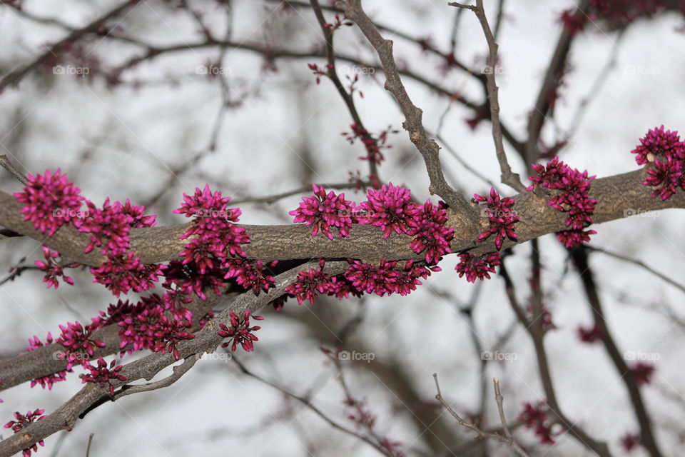 Judas tree (Eastern redbud) with magenta spring buds 