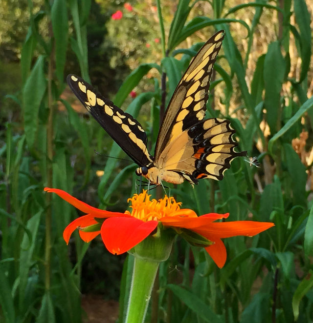 Spreading the wings for flight. A yellow spotted swallow tail butterfly prepares for takeoff after receiving verbal conformation from the control tower!