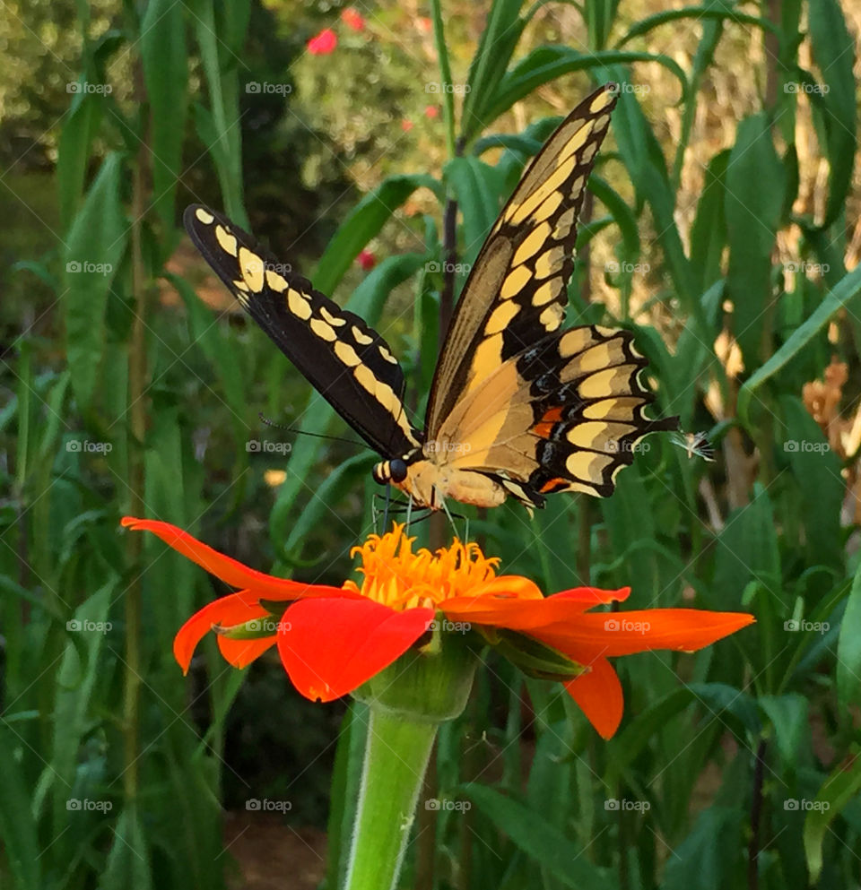 Spreading the wings for flight. A yellow spotted swallow tail butterfly prepares for takeoff after receiving verbal conformation from the control tower!