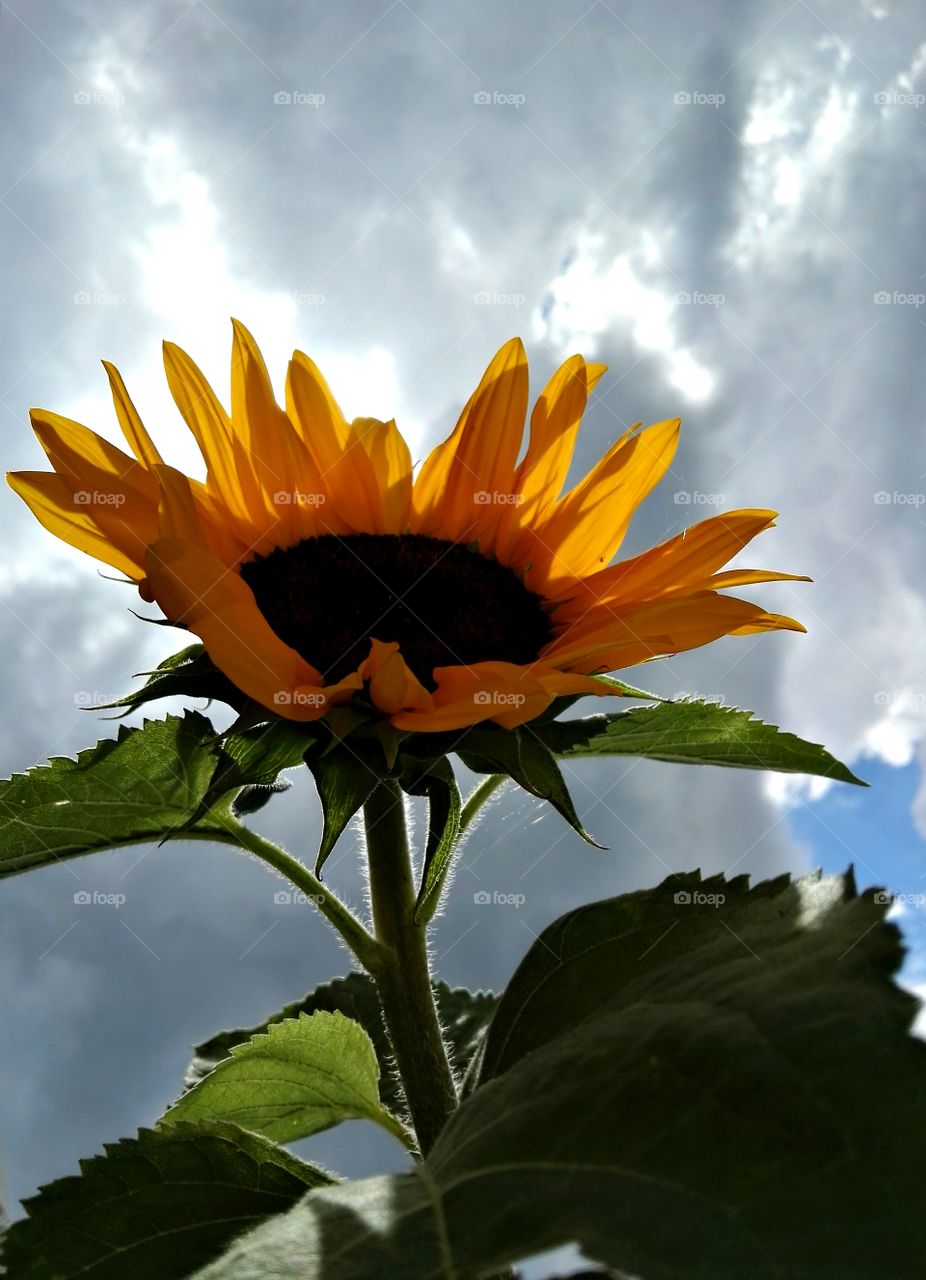 sunflower on the background of stormy sky