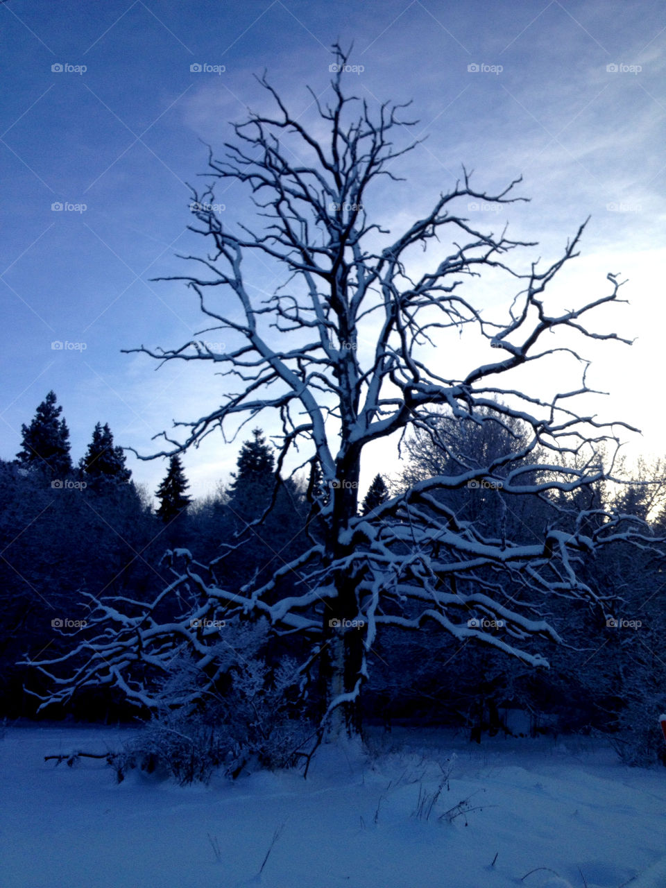 snow sky blue tree by joosse_b