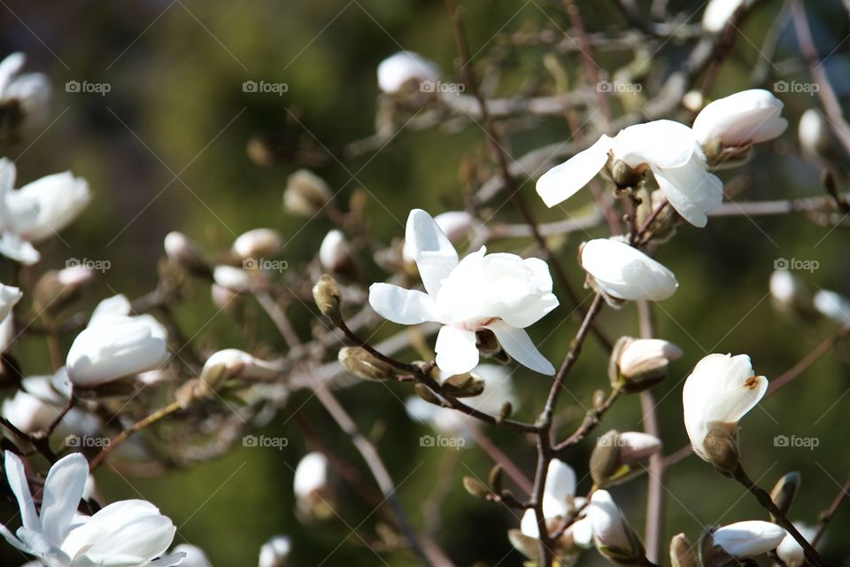 Close-up of magnolia kobus flower