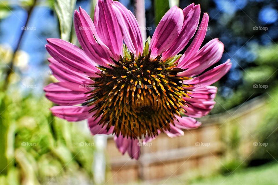 View of hanging coneflower