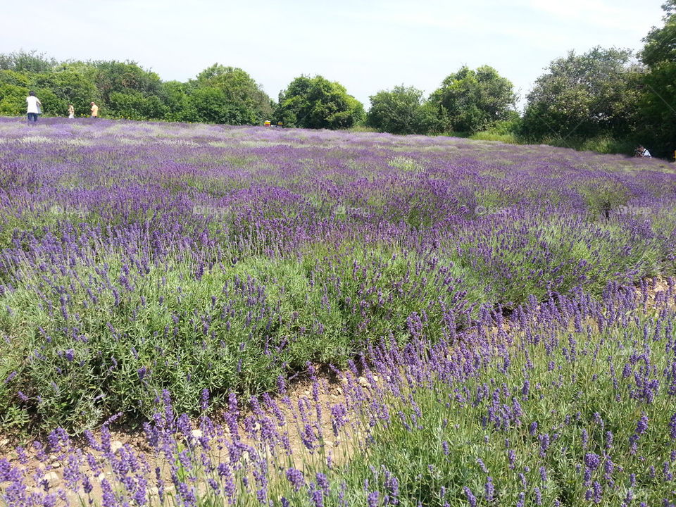 lavender fields 