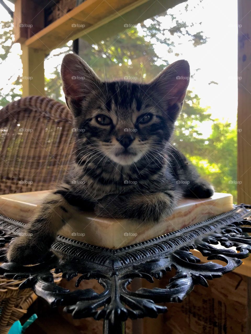 What was a plant stand is now a kitten perch😻