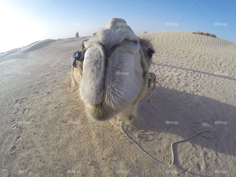 Camel close up/ selfie in the Sahara desert in Tunisia- shot with gopro 