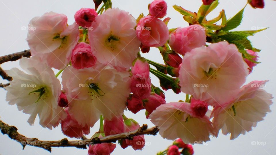 4/9/13. Cherry blossom Japan 