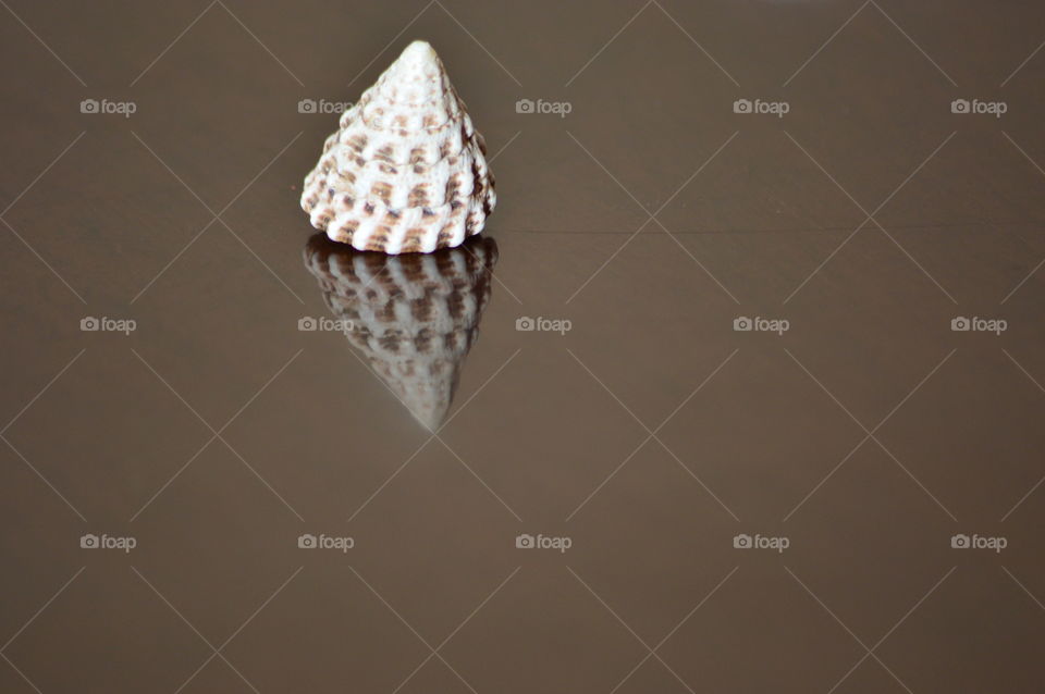 sea shell