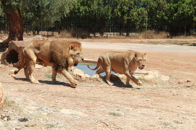 lions walking