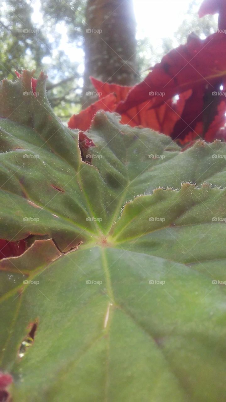 Leaf, No Person, Nature, Flora, Outdoors