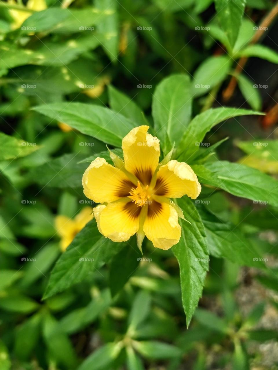 The view of Turnera subulata yellow flower in bloom is beautiful.