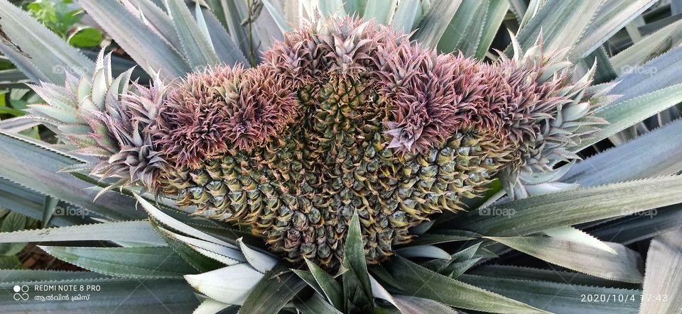 pineapple extra ordinary