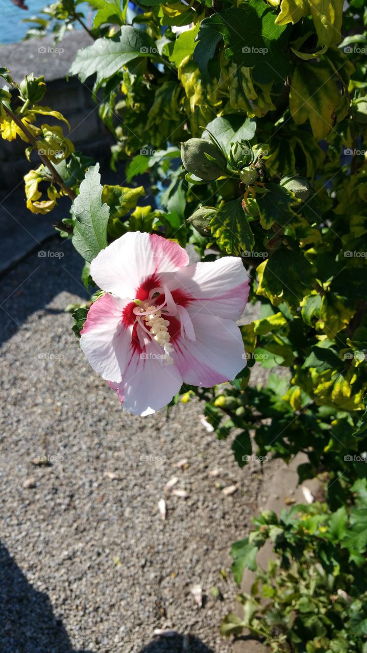 pretty flower