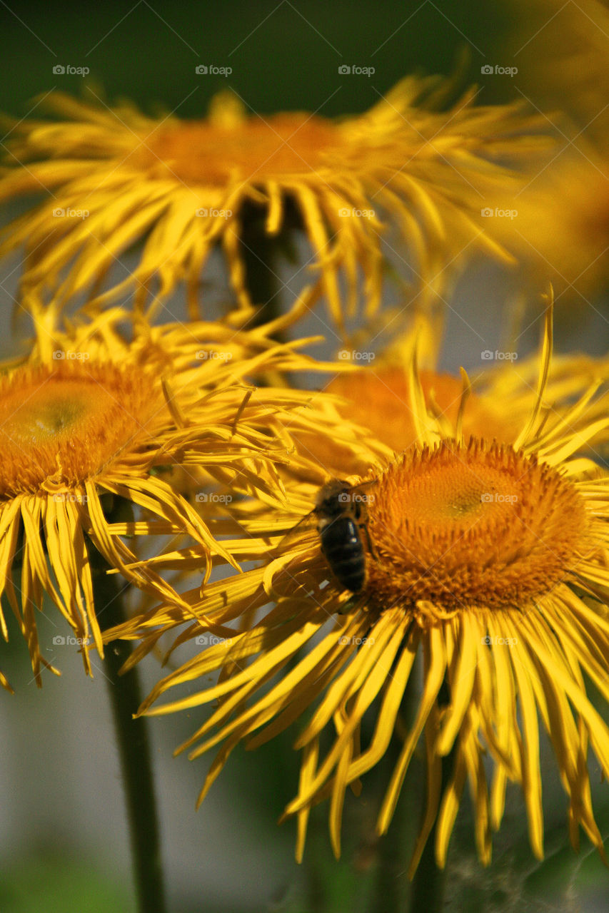Overhead view of bee on yellow flower