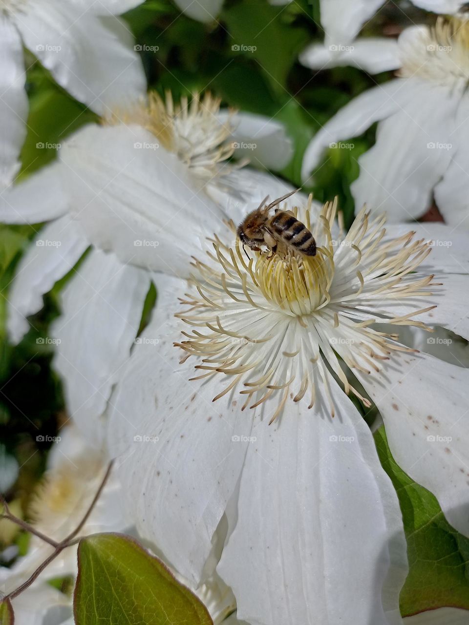 Bee