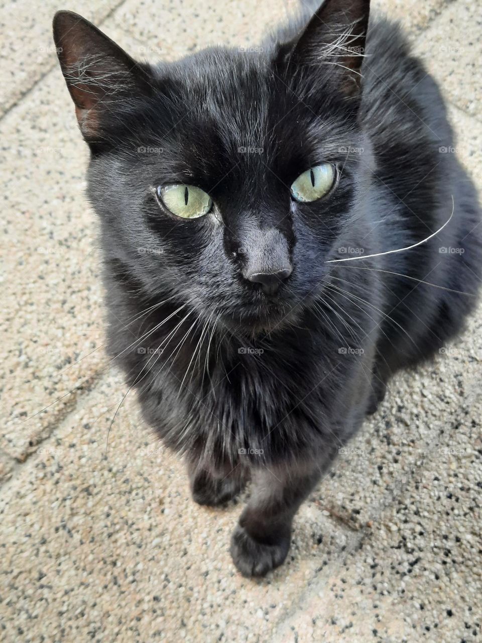 black cat with green eyes