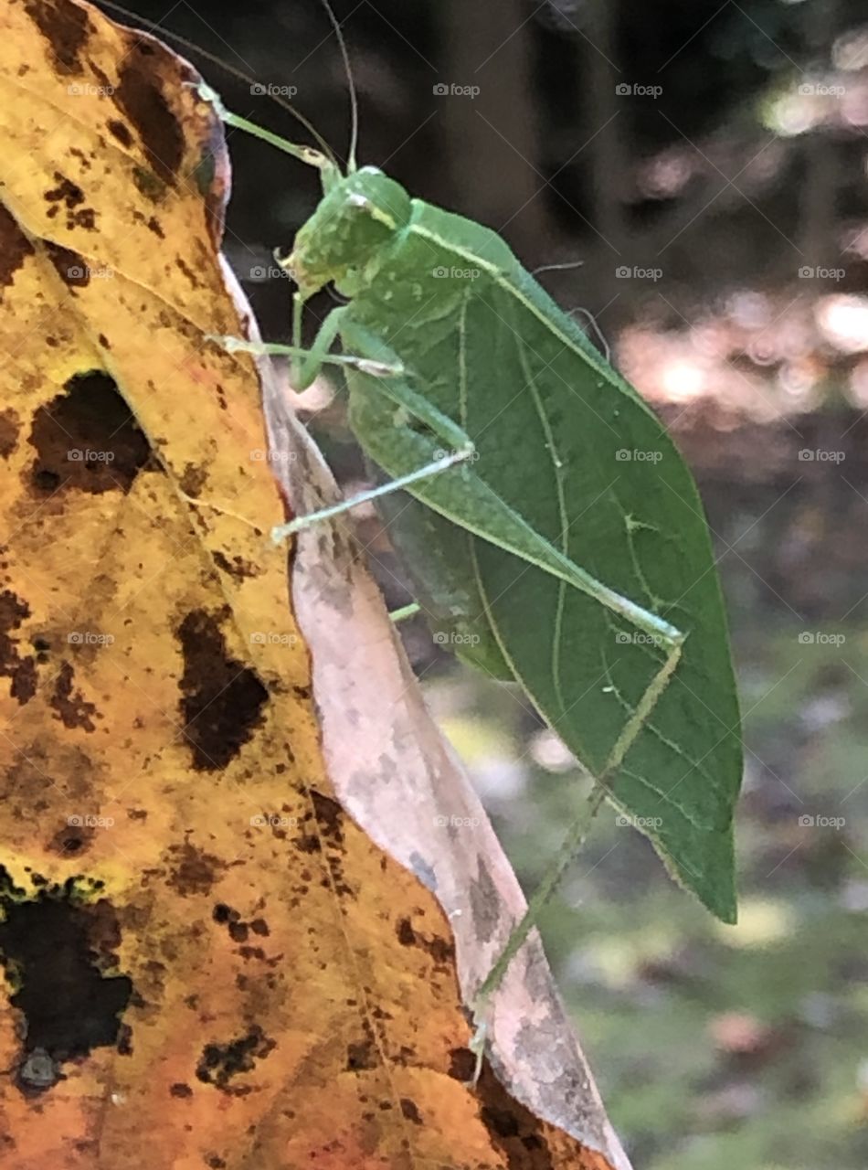 Katydid on Leaf - Autumn