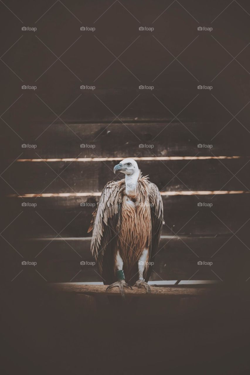 Griffon vulture in a rescue center in Croatia