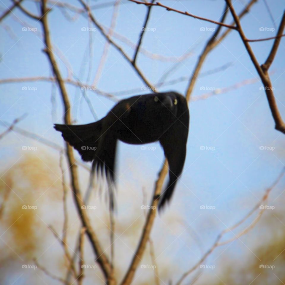 Black bird flying in midair 