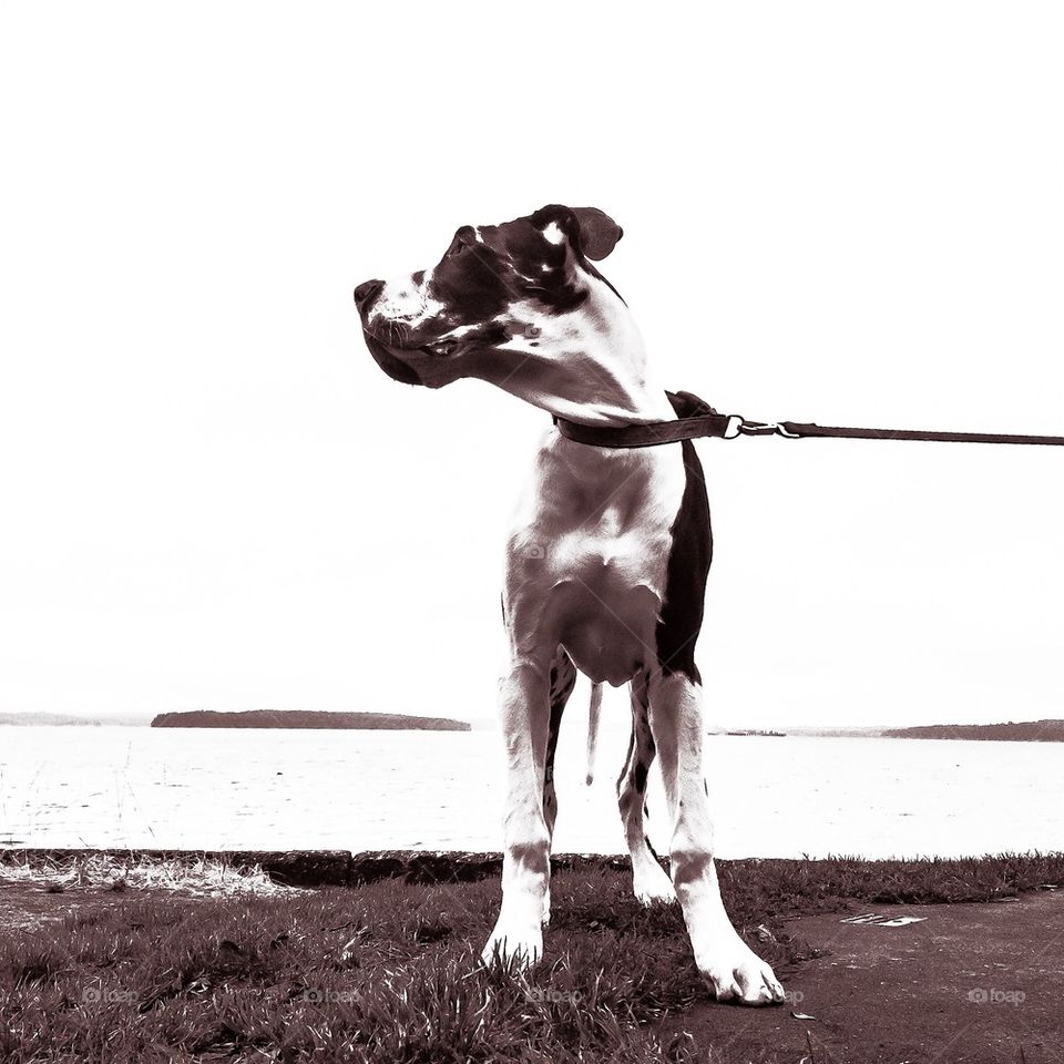 Great Dane 