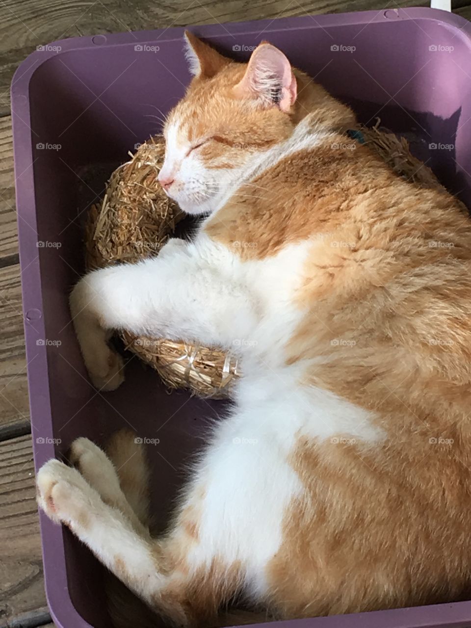 Baby boy sleeping in a clean litter box with a straw wreath as his pillow, just snoozing!