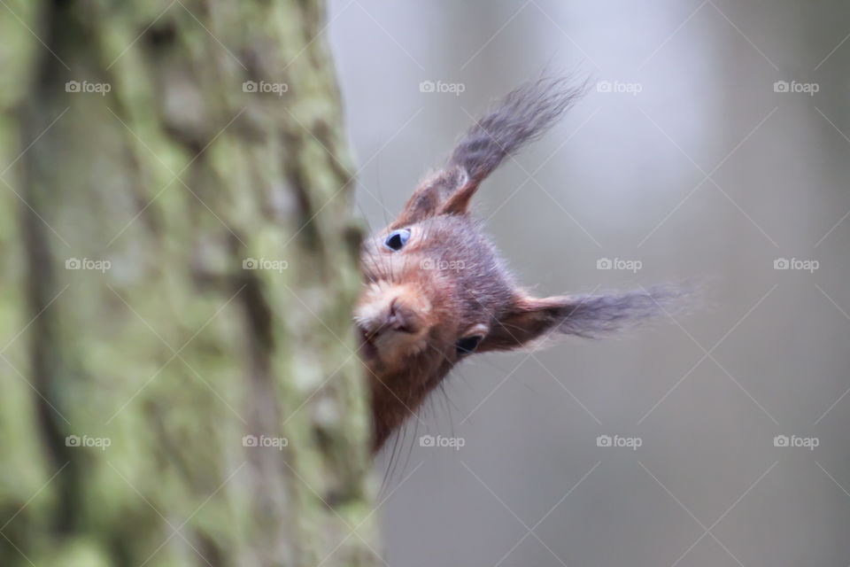 Squirrel looks surprised when popping up behind a tree.