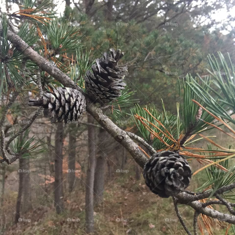 Pines Cones in nature
