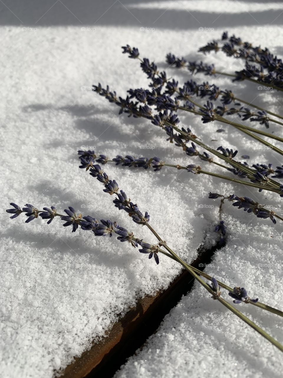 Dried lavender flowers against the fresh-fallen snow. It’s late November in the Midwest. 