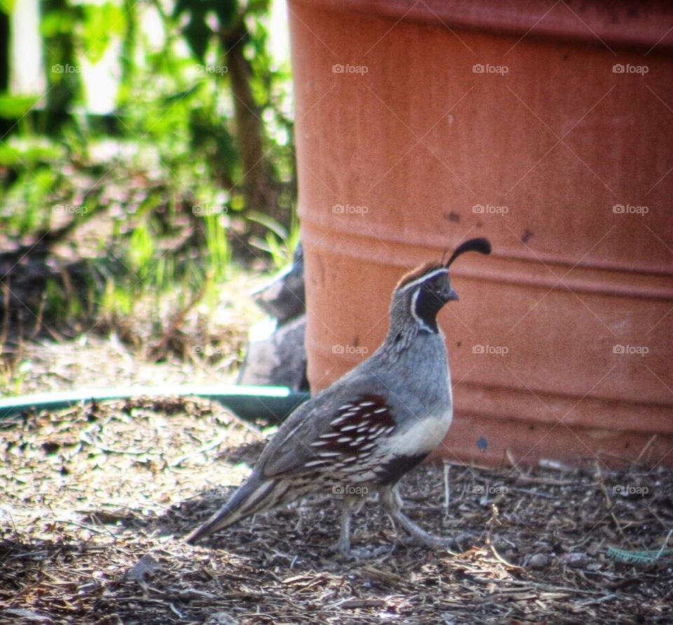 Quail