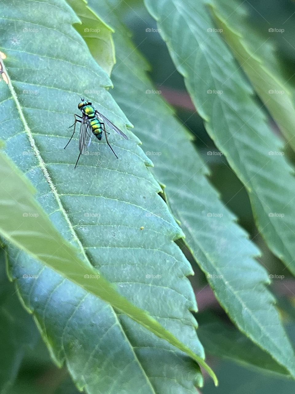 A fly resting on a leaf.