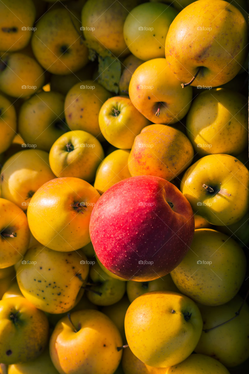 Harvest ripe juicy and tasty apples. Harvested juicy apples from fertile trees.