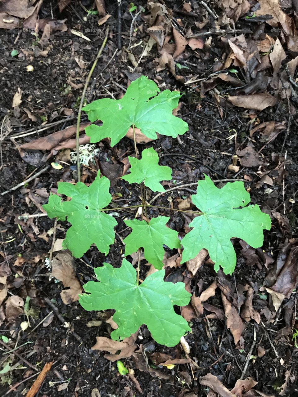 Just some greenery among all that brown.