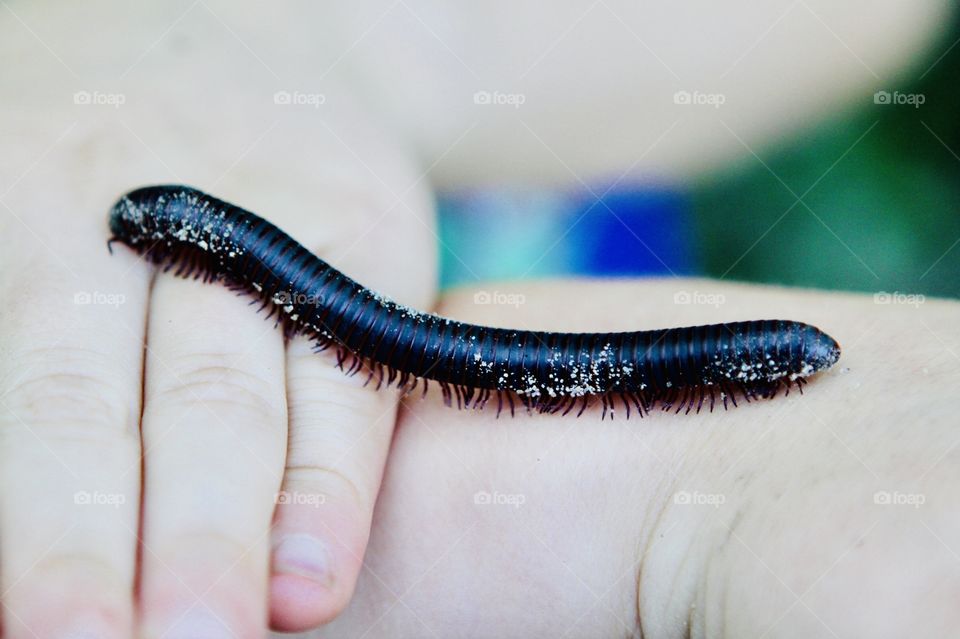 Gorgeous long millipede found in Strawberry Point Backbone State Park being held by curious young boy! 