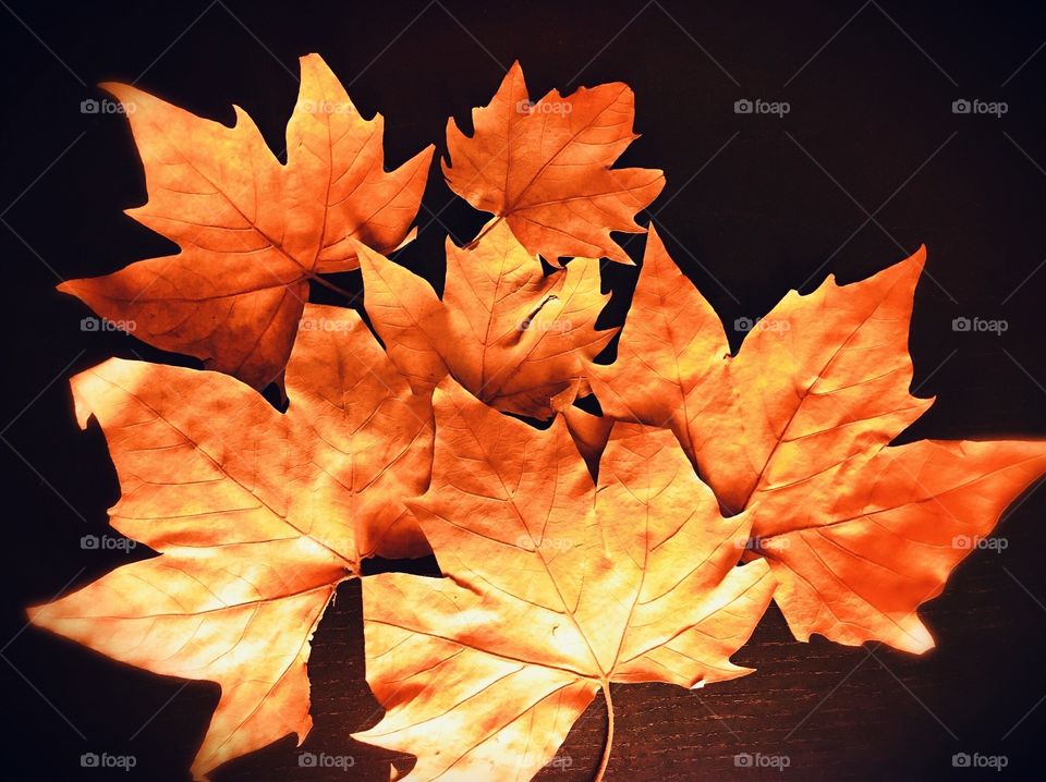 Autumn Leaves, Dead Nature, Natural Art 