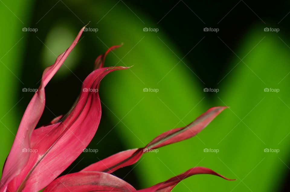 Pink macro flower details in Madeira garden , Portugal