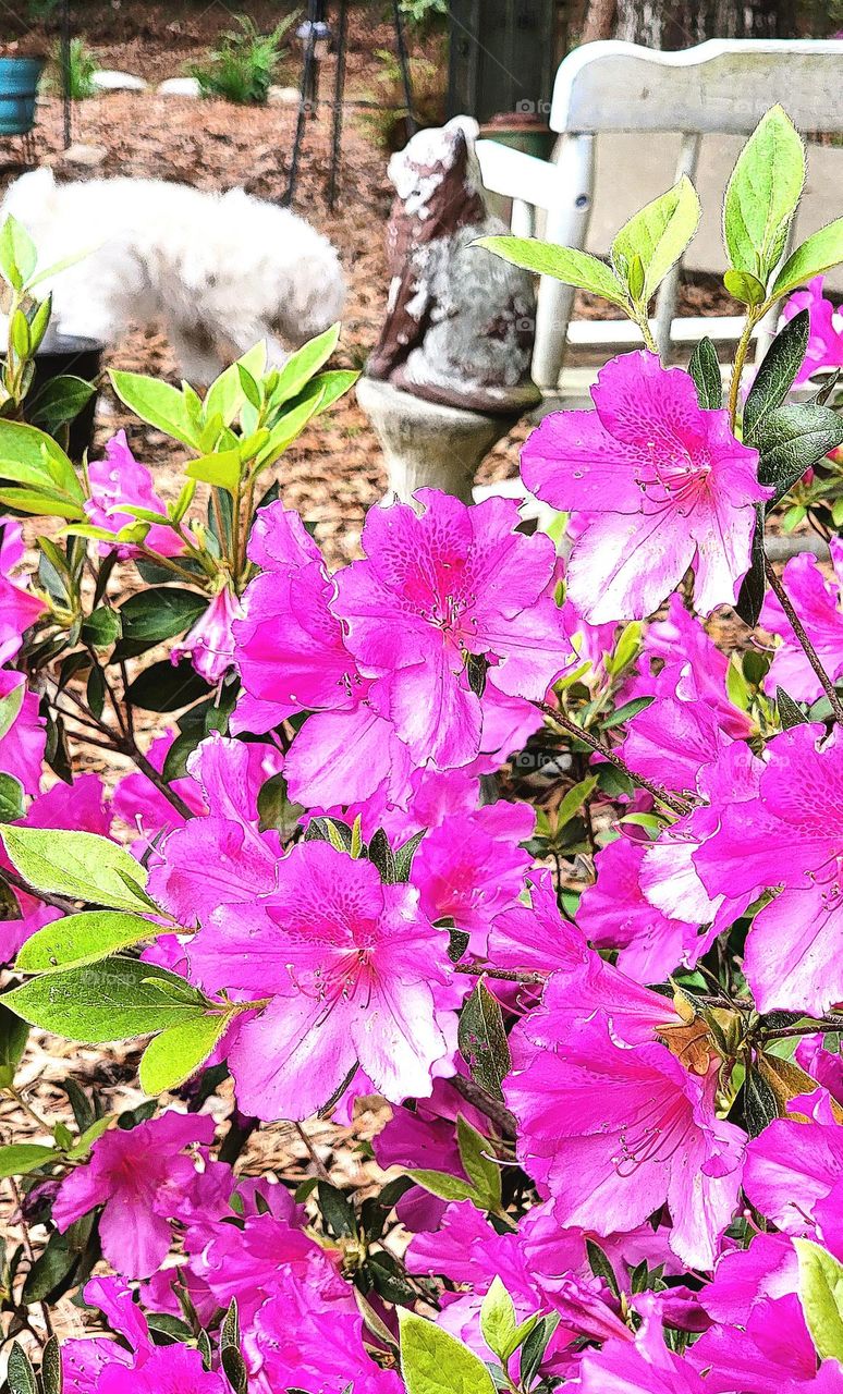 pink azaleas blooming beautifully in the garden. white dog in the background smelling all the freshness of Spring