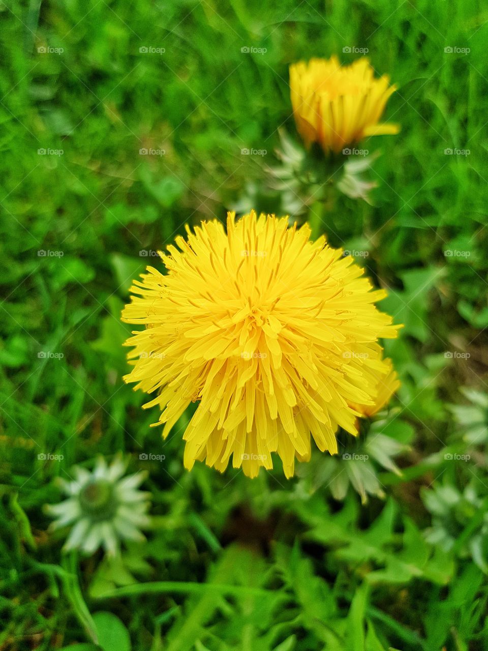 Dandelion flower