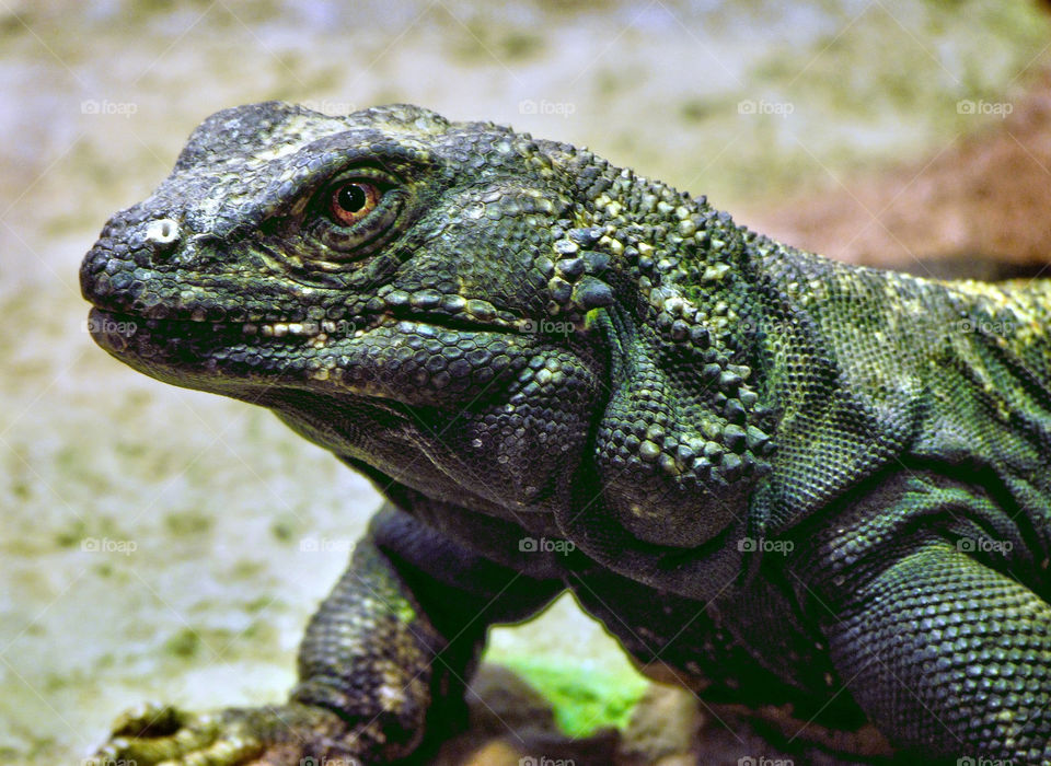 green closeup reptile monster by landon