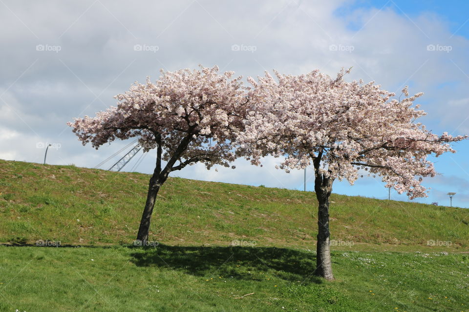 Cherry trees in full bloom against sky 