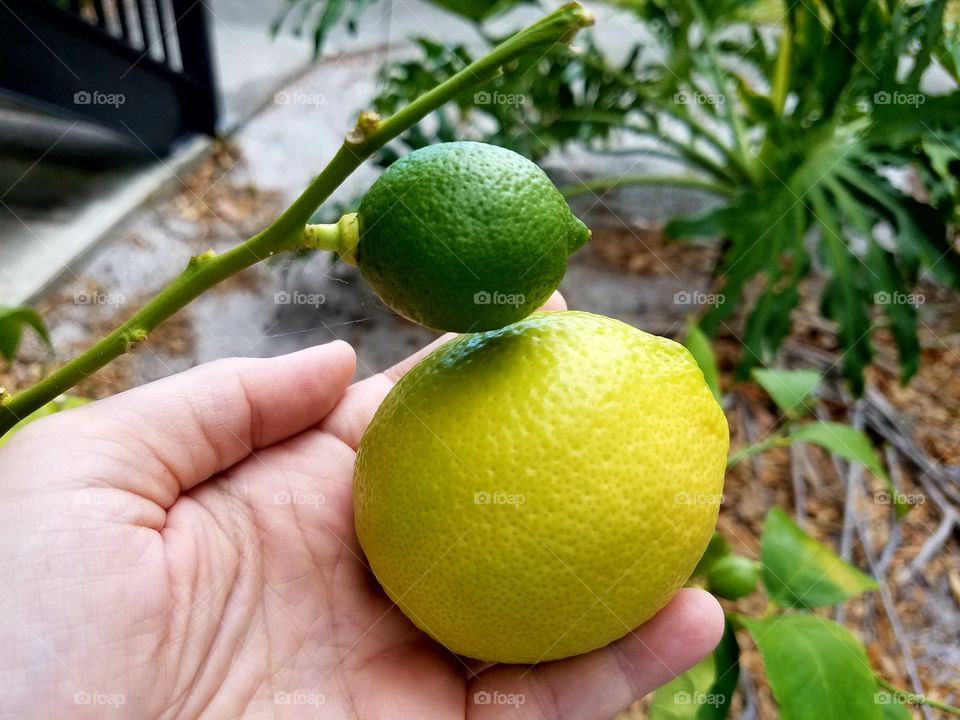 Big Lemon, Baby Lemon