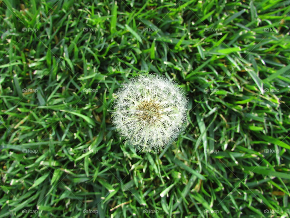 dandelion