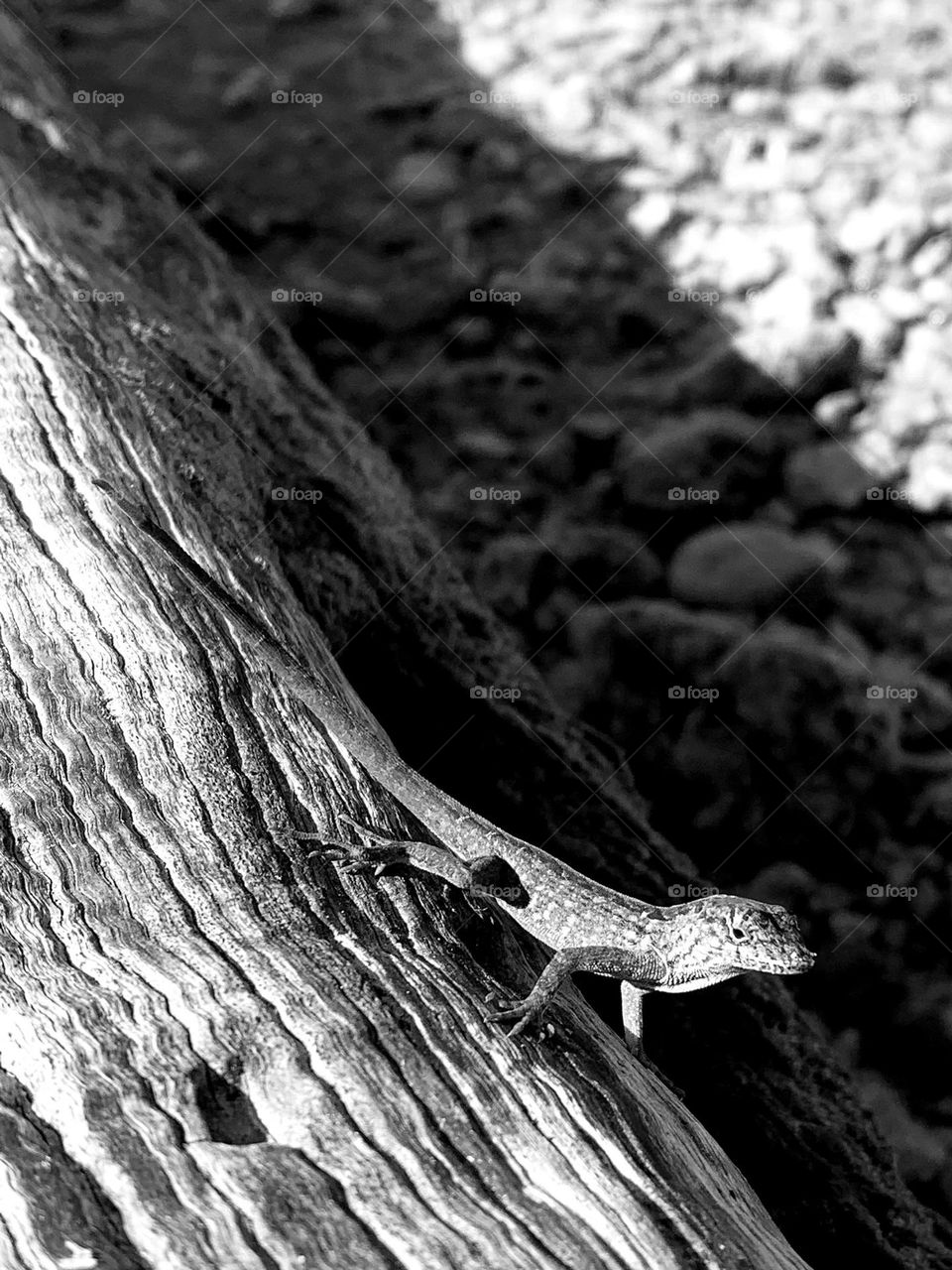 GECKO